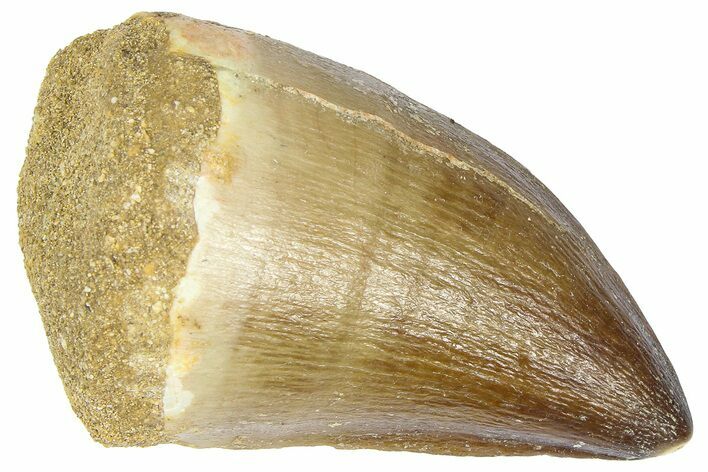 Fossil Mosasaur (Thalassotitan) Tooth - Morocco #364160